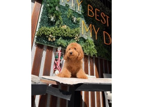 5 aylık erkek poodle bebeklerimiz yeni yuvasını arıyor