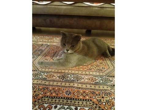 Scottish fold 2 yaşında kedimiz