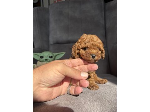 Teacup garantili toy poodle kızımız