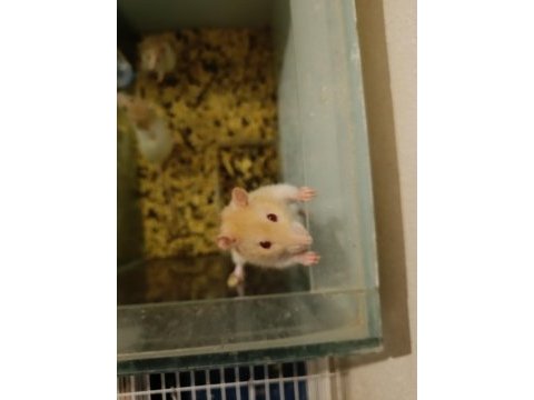 Rat ve lab faresi