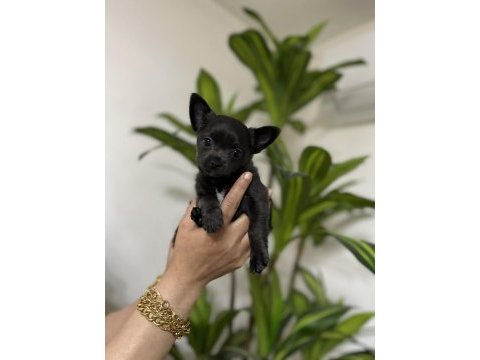 Pinscher değil chihuahua veriyoruz