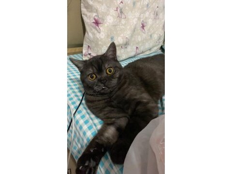 1 yaşında british shorthair
