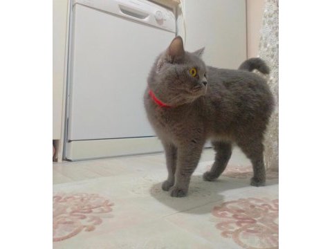 Scottish fold dişi yavrularım