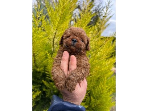 Red brown toy poodle yavrularım 