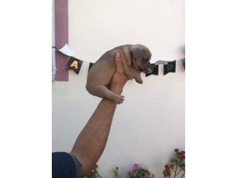 French buldog bebeklerimi yeni yuvalarını arıyor