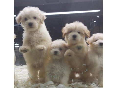 Safkan maltipoo yavrularımız vonalp garantisiyle 