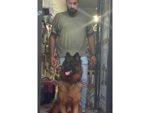 Aslan yeleli a secereli düşük belli kızıl maskeli alman