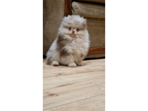 Merle renk pomeranian