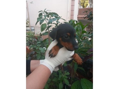 Safkan doberman yavrularım