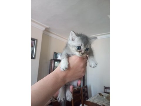 Safkan british shorthair bebişlerime yuva