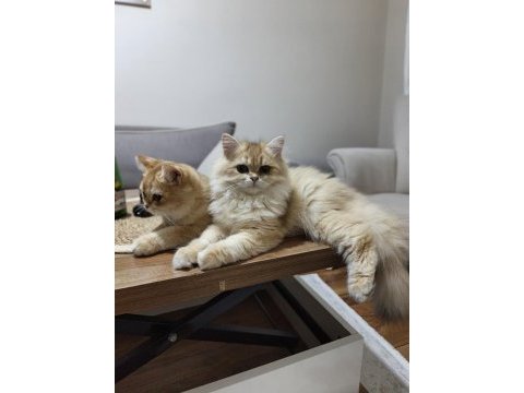 İki erkek kardeş kedimiz yeni yuvalarını arıyor