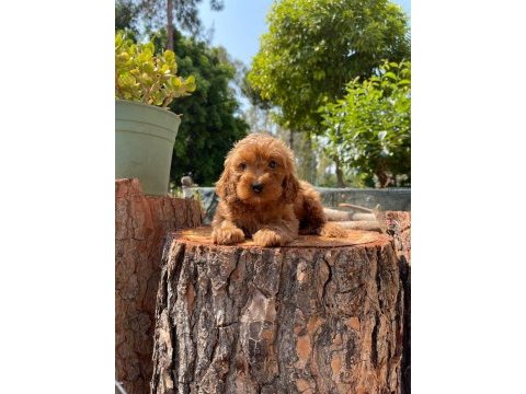 Kilo garantili karma aşıları yapılmış poodle yavrular