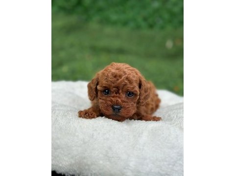 Mutluluk sebebi toy poodle bebeklerim