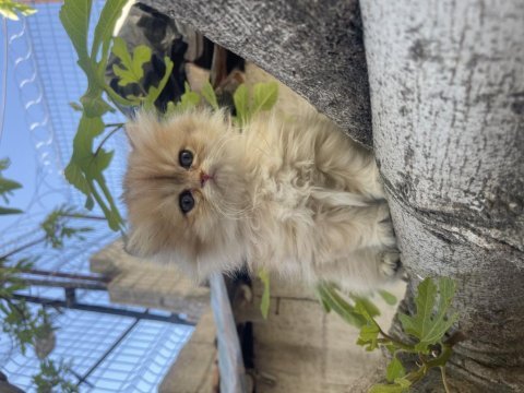 Anne baba şecereli safkan golden british longhair