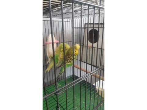 Takım show jumbo muhabbet kuşları