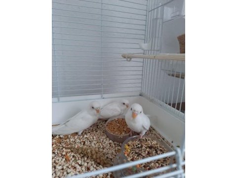 Kırmızı göz albino yavru muhabbet kuşu
