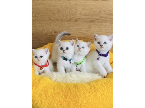 Maviş ns1133 ve goldenpoınt british shorthair bebeklerim 