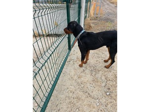 1.5 yaşında erkek rottweiler
