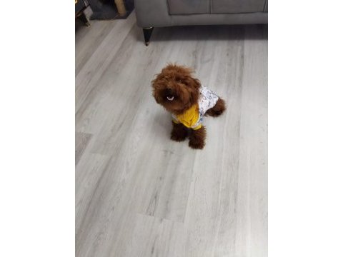 Orjinal teacup poodle