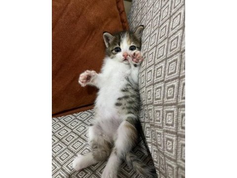 İsmi poncuk kedimizin