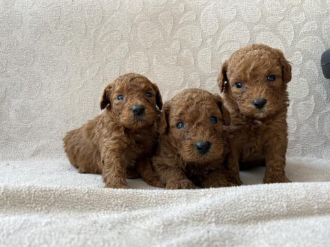 Toy poodle red brown bebekler