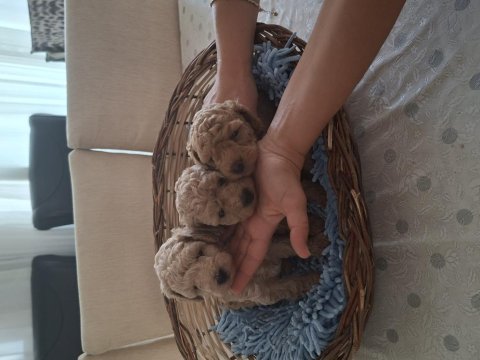 Toy poodle yavrularım sahiplendirilmeye hazır