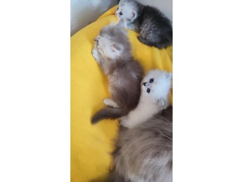 British shorthair ve longhair yavrular