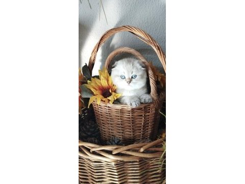 Scottish fold ve straight yavrular