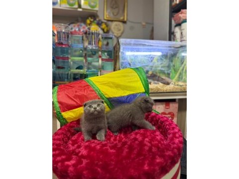 Dişi erkek ayıcık surat scottish fold bebekler