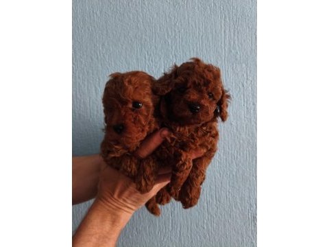 Kore red brown poodle yavrular