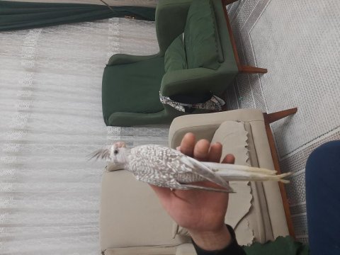 3.5 aylık sultan papağanı