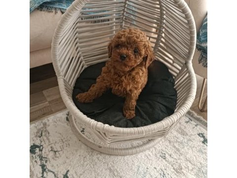 Toy poodle yavrular