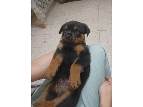 45 günlük rottweiler yavrusu