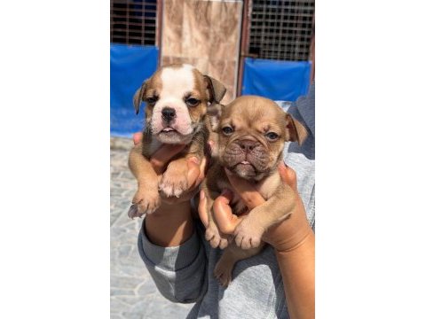 Sevimli ingiliz bulldog yavrularımız