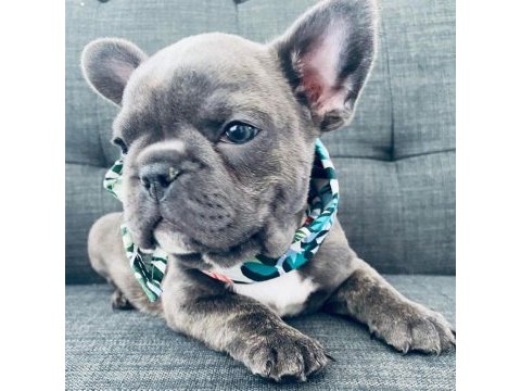 French bulldog yavruları
