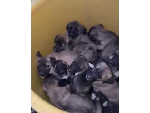 Sivas kangal bebekler