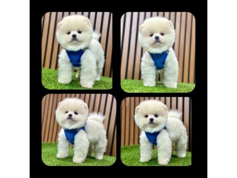 Pomeranian boo yeni ailelerini bekliyorlar