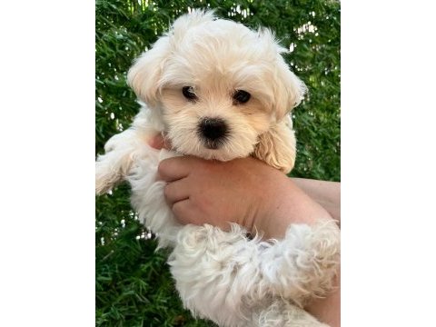 Maltipoo bebekler