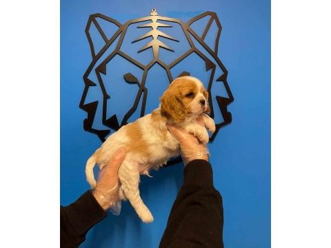 Irk garantili king charles cavalier yavrularımız