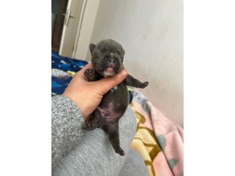 Egzotik french bulldog bebeklerimiz