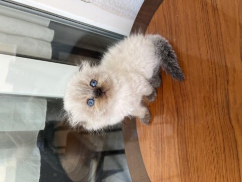 Show kalite dişi erkek bebek kediler