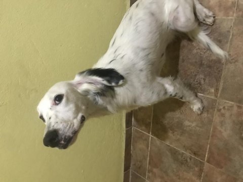 6 aylık dişi english setter aşıları tam