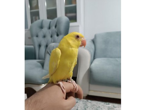 Acil pakistan papağanı böylesi yok