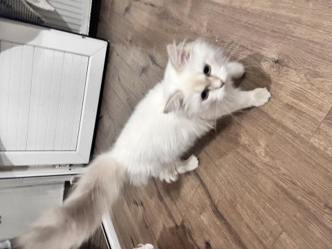 Ücretsiz british longhair kedisi