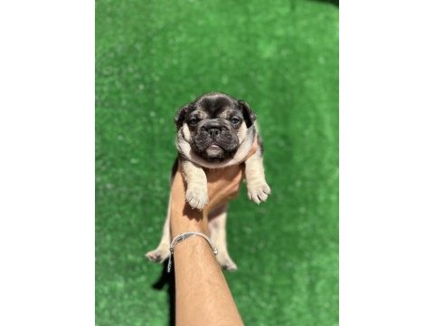 Şecere belgeli french bulldog yavrular