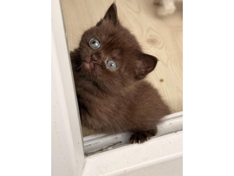 Çikolata british shorthair yavru