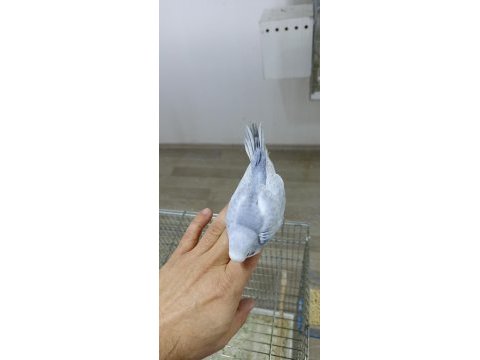 Alıştırmalık rainbow muhabbet kuşu yavrular