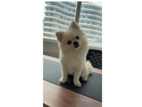 Pomeranian oğlum