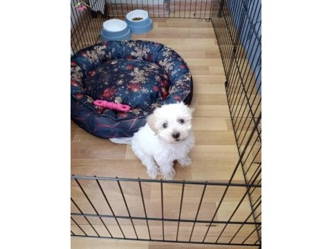 Oğluşum 10 maısn oldukça sağlıklı maltipoo