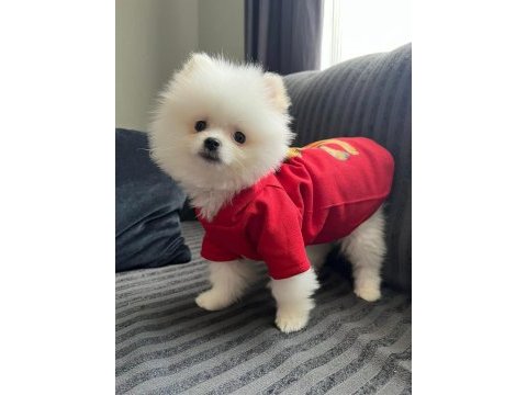 A kalite pomeranian boo yavrular